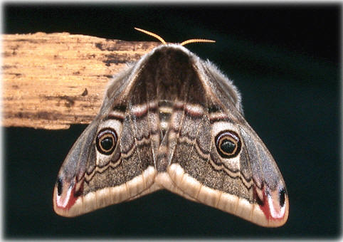 Saturnia pavonia