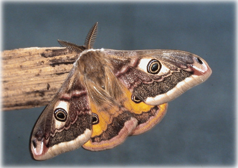 Saturnia pavonia,Pavonia pavonia