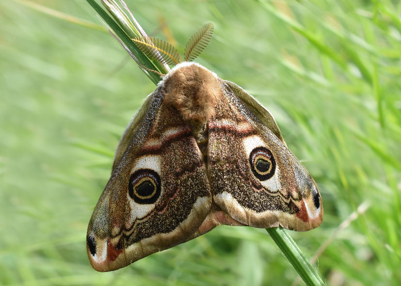 Pavonia pavonia