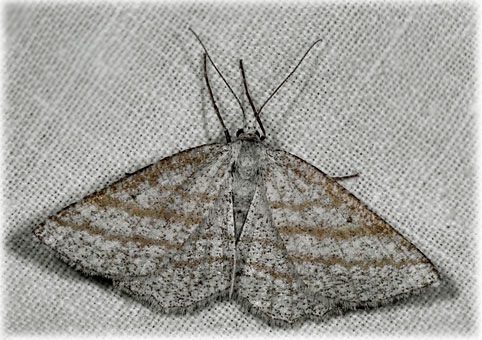 Perconia strigillaria