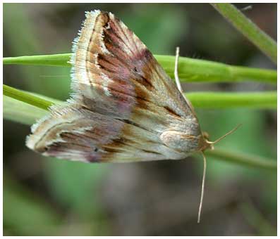 Eublemma ostrina