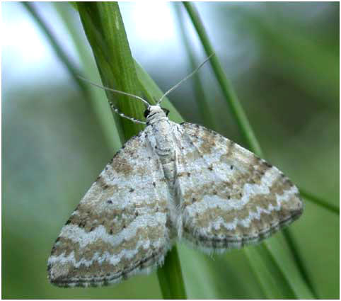 Perizoma albulata