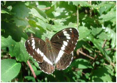 Limenitis camilla