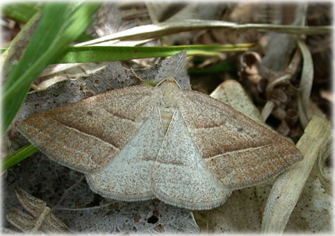 Petrophora chlorosata