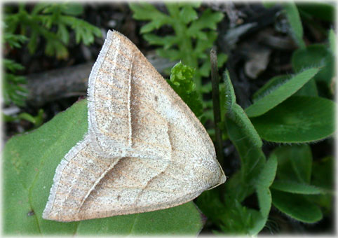 Petrophora chlorosata