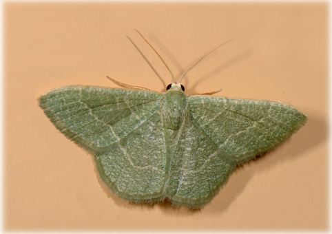 Phaiogramma etruscaria