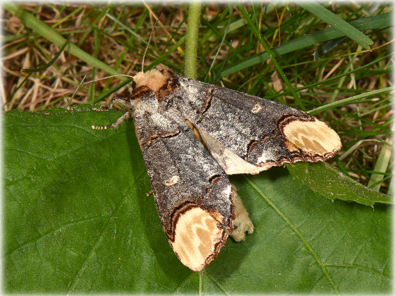 phalera_bucephala