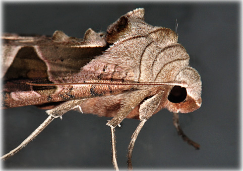 Phlogophora meticulosa