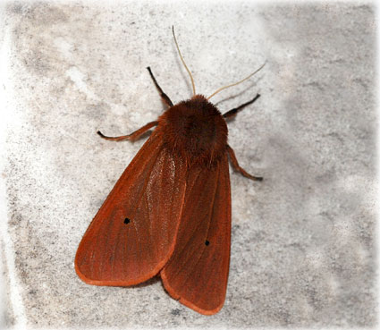 Phragmatobia fuliginosa