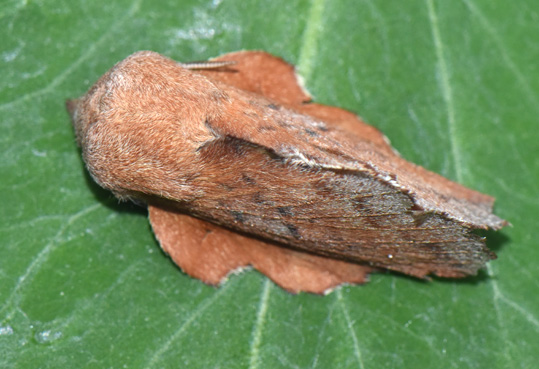 Phyllodesma