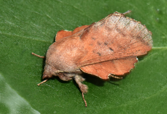 Phyllodesma