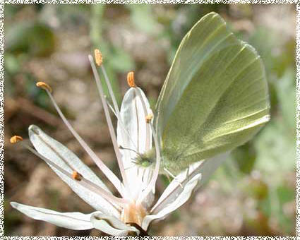 piris mannii