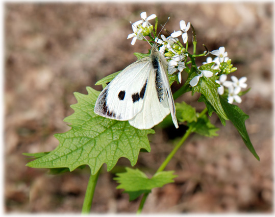 pieris-brassicae-2