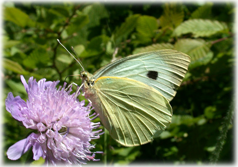 pieris-napi