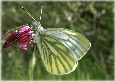 Pieris bryoniae