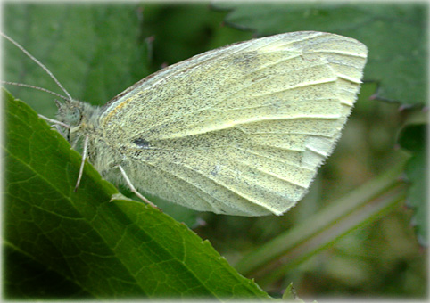 pieris mannii