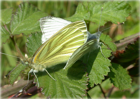 pieris-napi