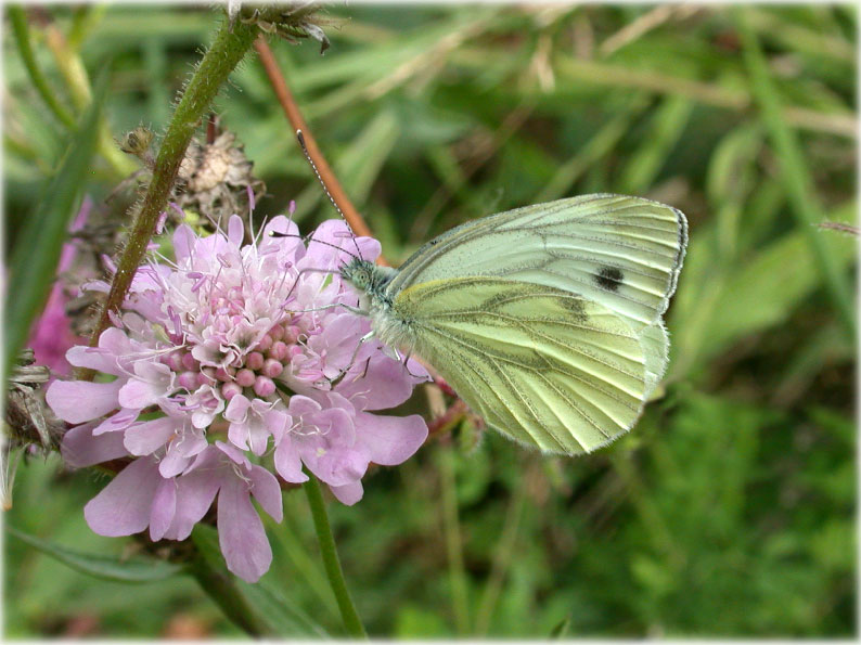 pieris-napi