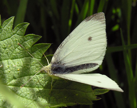 pieris rapae