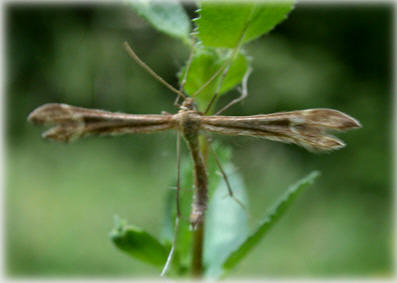 Platyptilia pallidactyla