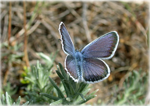 Plebejus argus