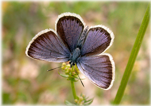 Plebejus