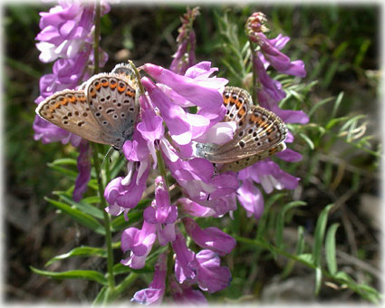 Plebejus argus