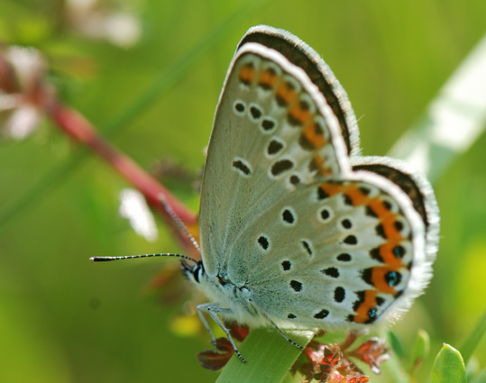 Plebejus argyrognomon