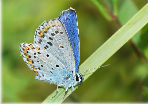 Plebejus