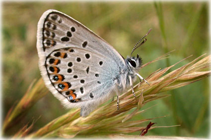 Plebejus argus