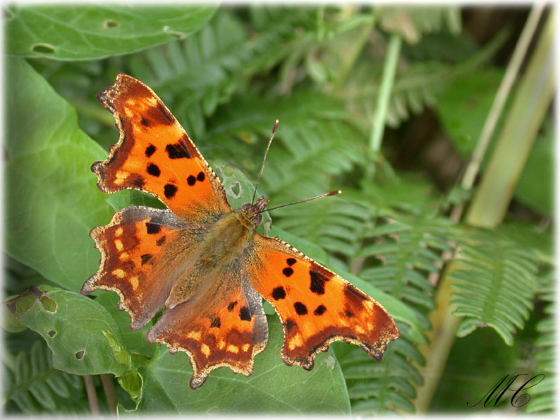 Polygonia c-album, Robert le diable