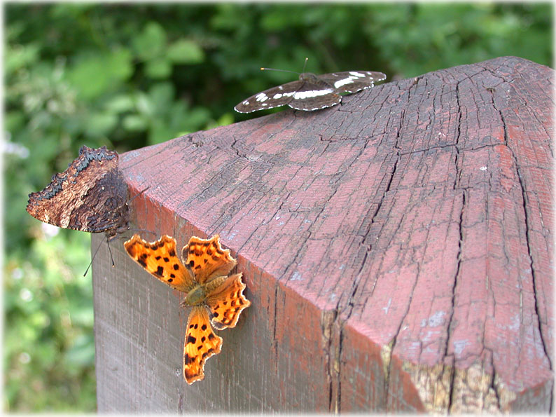 2 papillons plus polygonia-c-album