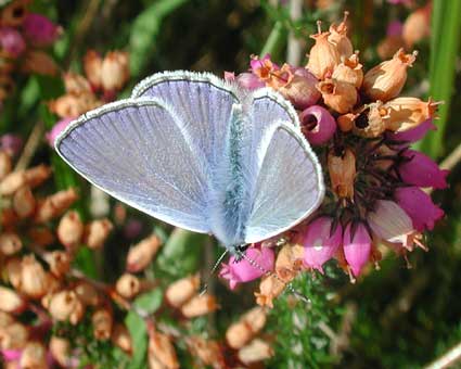 Polyommatus icarus