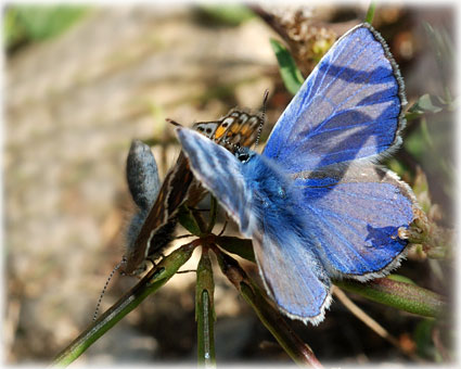 Polyommatus icarus