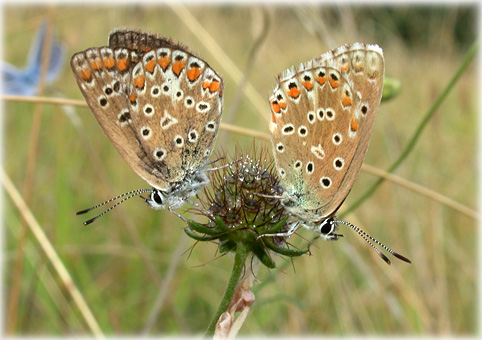 Polyommatus icarus