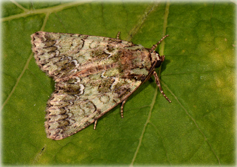 polyphaenis