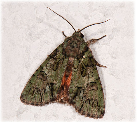 Polyphaenis sericata