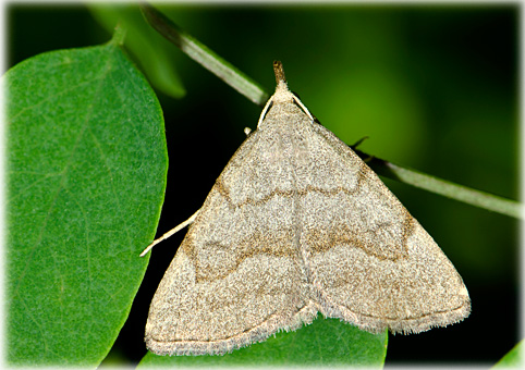 polypogon strigilata