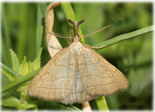 Polypogon tentacularia