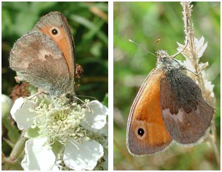 Coenonympha pamphilus