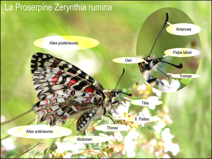 Dtails de la morphologie sur la proserpine