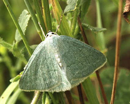 Pseudoterpna pruinata