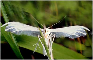 Ptrophore Blanc