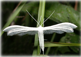 ptérophore