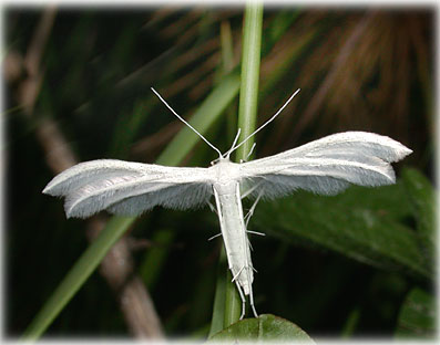 Pterophorus pentadactylus