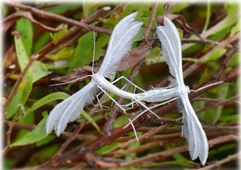 Pterophorus_pentadactylus