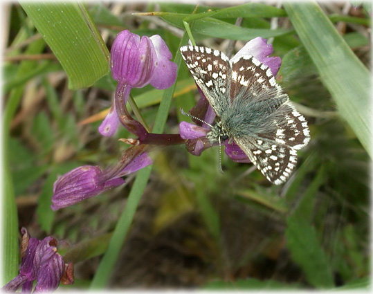 Pyrgus malvae