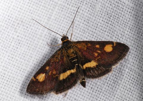 Pyrausta