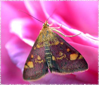 Pyrausta aurata