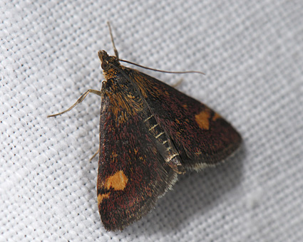 Pyrausta aurata